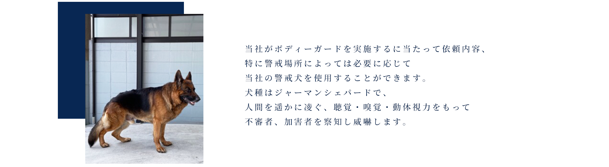 写真：警戒犬　当社がボディーガードを実施するに当たって依頼内容、特に警戒場所によっては必要に応じて当社の警戒犬を使用することができます。 犬種はジャーマンシェパードで、人間を遥かに凌ぐ、聴覚・嗅覚・動体視力をもって不審者、加害者を察知し威嚇します。